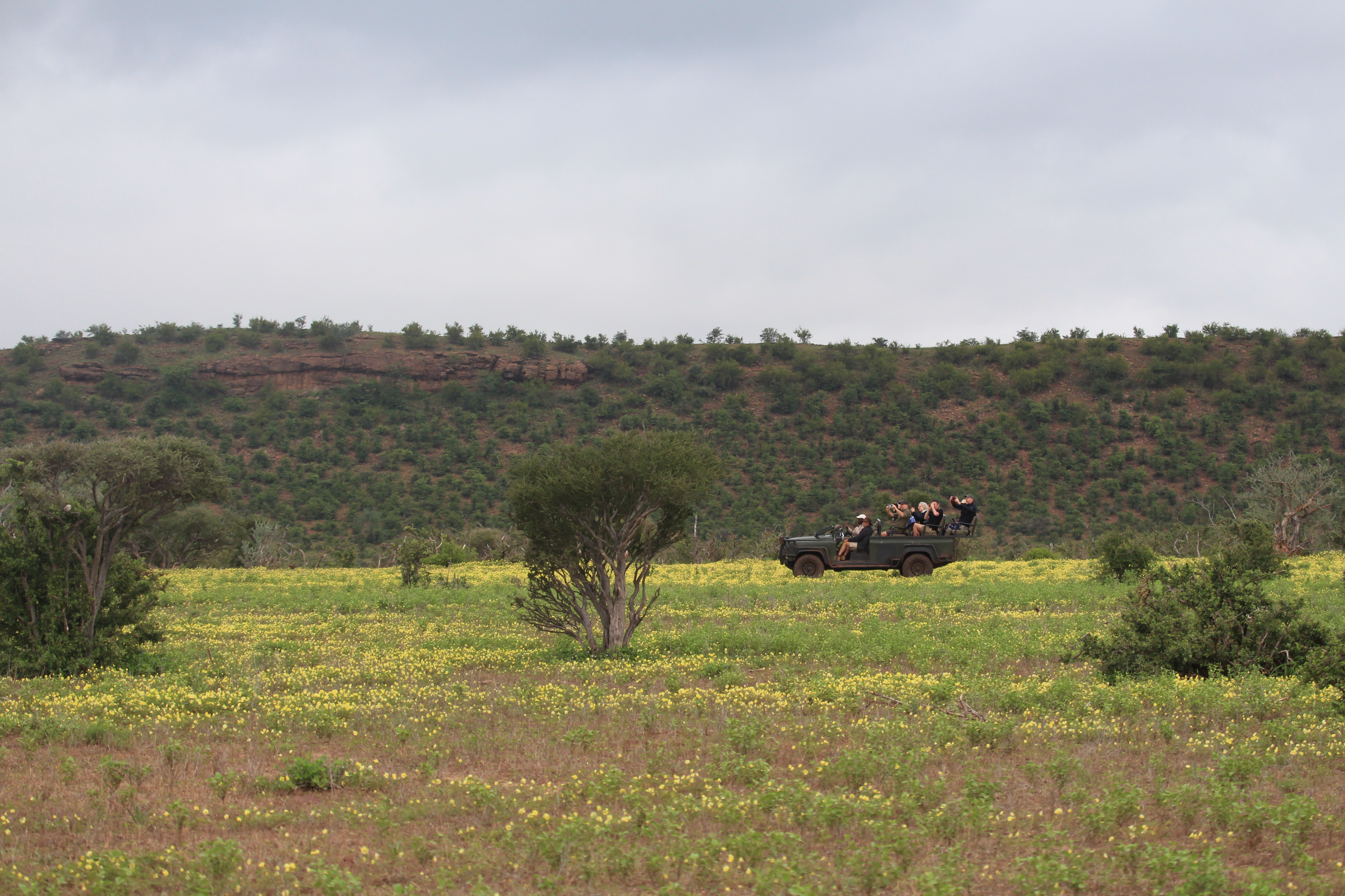 Safari Vehicle in field of yellow Devil's Thorns